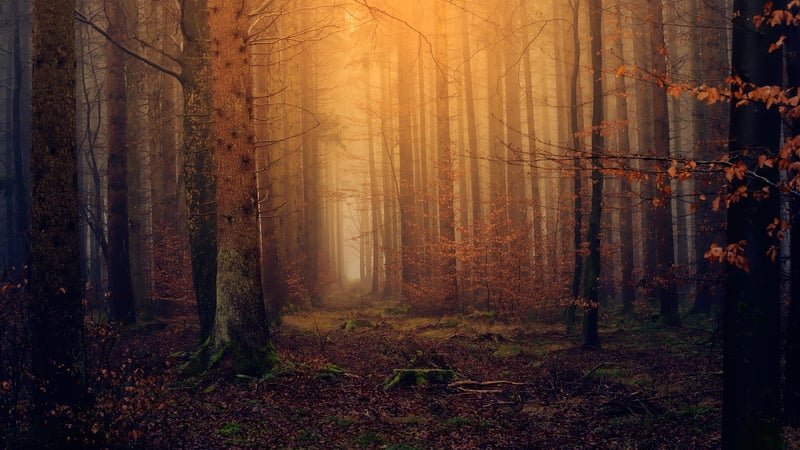 Magical Forest Retreat